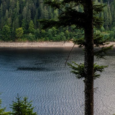 (Variante) Blick durch Fichten auf den tiefblauen Schluchsee im Schwarzwald.