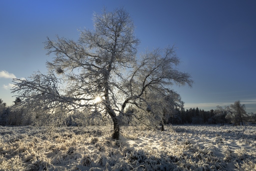 winter-schwarzwald-baum