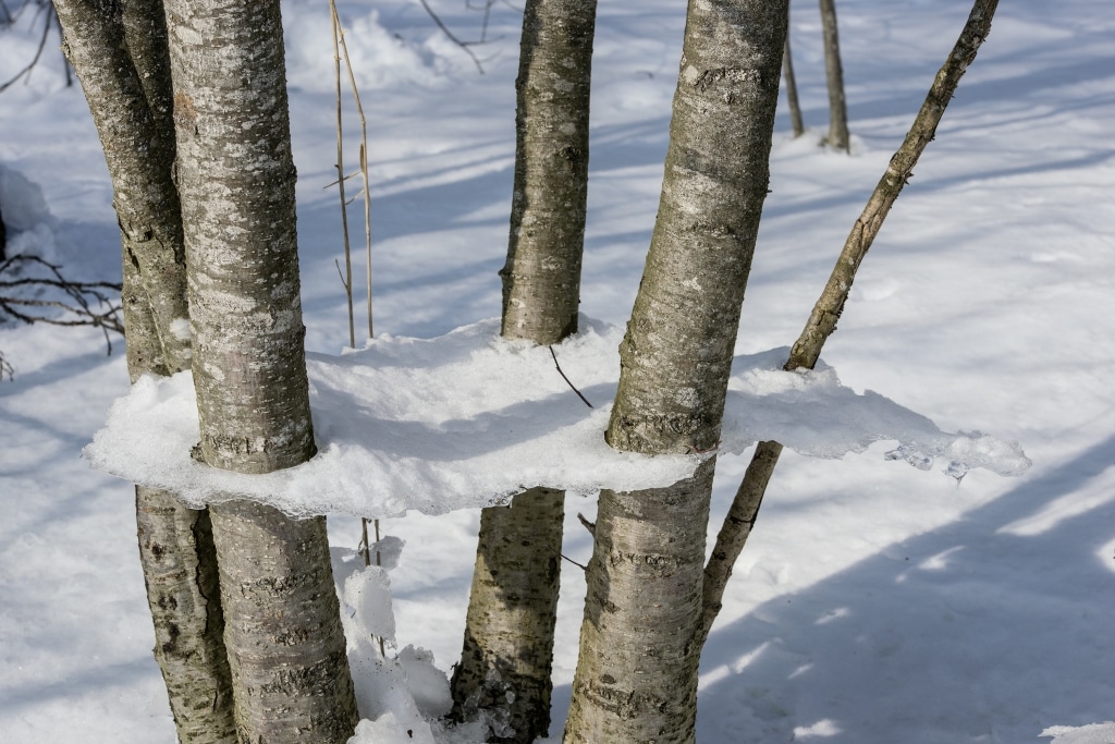 Vereiste Baumstämme im winterlichen Schwarzwald