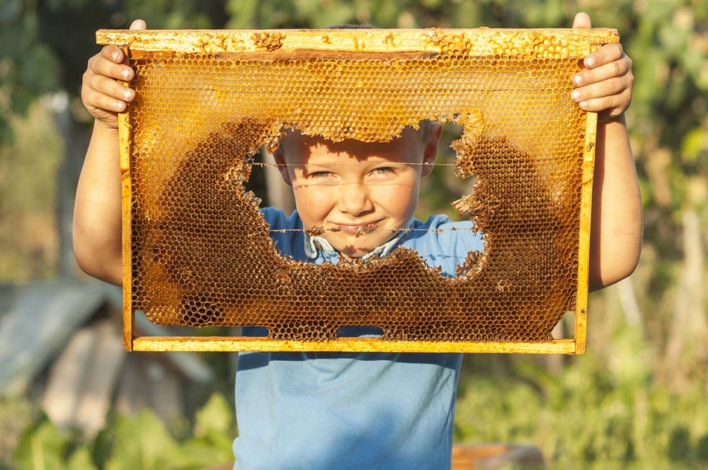 Junge hält Bienenwabe vor dem Gesicht