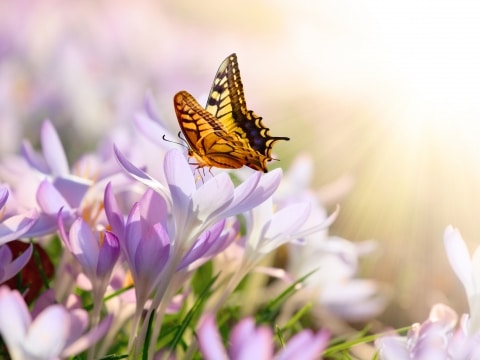 Schmetterling auf Frühlingswiese mit Krokussen