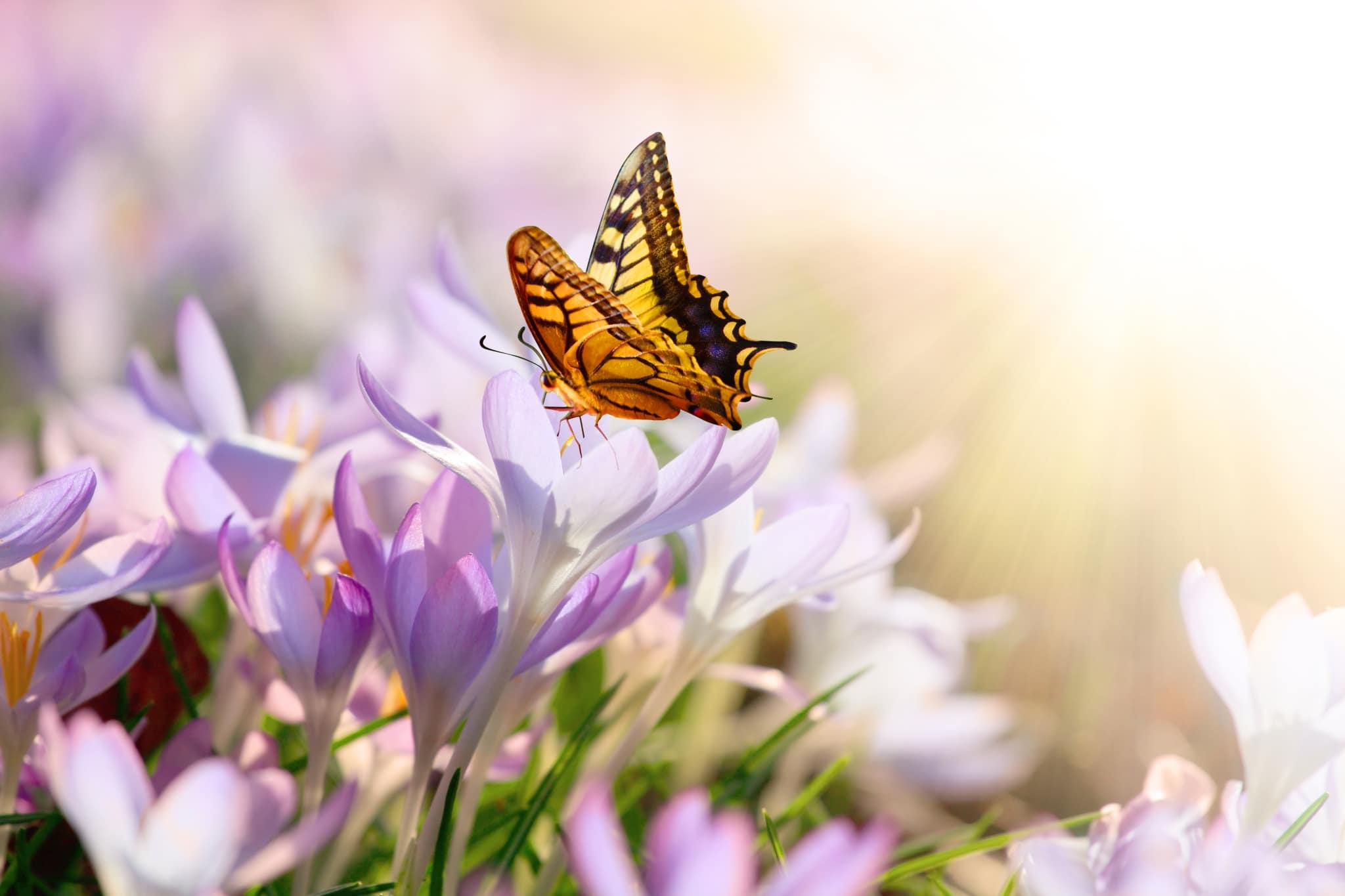 Schmetterling auf Frühlingswiese mit Krokussen
